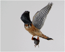 :photos good:Raptors:Am Kestrel in flight.png