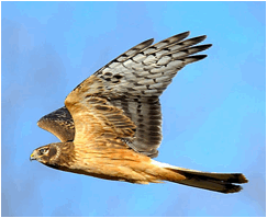 :photos good:Raptors:Northern Harrier in flight.png