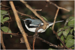 :photos good:warblers:BLACK-THROATED BLUE WARBLER 034.jpg