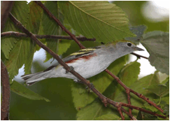 :photos good:warblers:CHESTNUT-SIDED WARBLER 1344.jpg