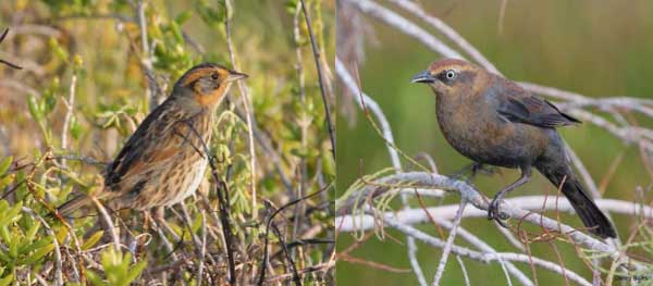 Florida Panhandle Birding Adventure - February 18-21, 2011