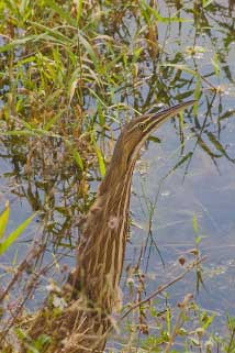 American Bittern