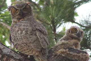 Mama & Papa Owl