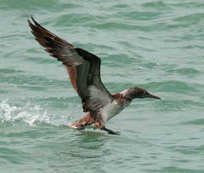 Northern Gannet