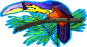 Panama bird