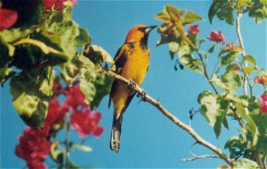 Spot-breasted Oriole