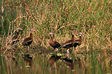 Whistling Ducks