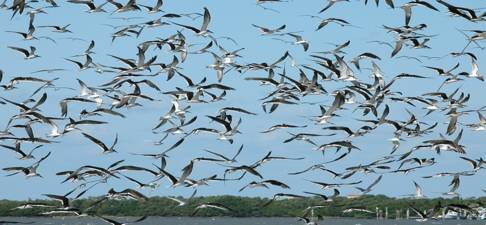 Fall Migration Getaway-002