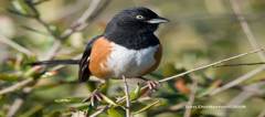 Fall Migration Getaway-012