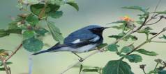 Fall Migration Getaway-014