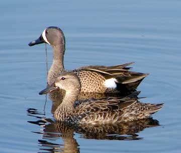 Blue Winged Teal