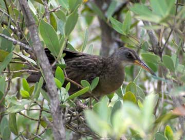Clapper Rail in Tree