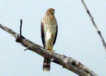 Coopers Sharp-shinned hawk