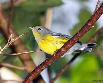 Magnolia Warbler