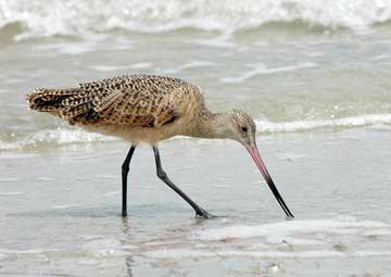 Marbled Godwit