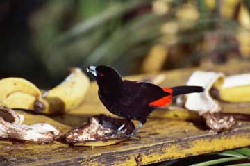 Bird0-05A