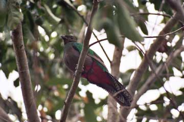 Bird-10A