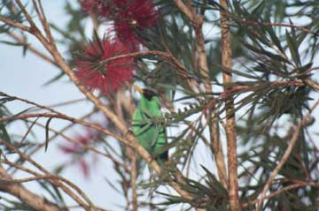 Bird-23A