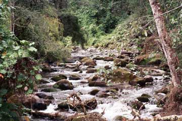 Brook