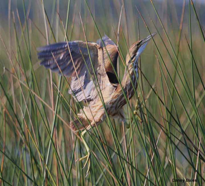 AMERICAN-BITTERN-2138