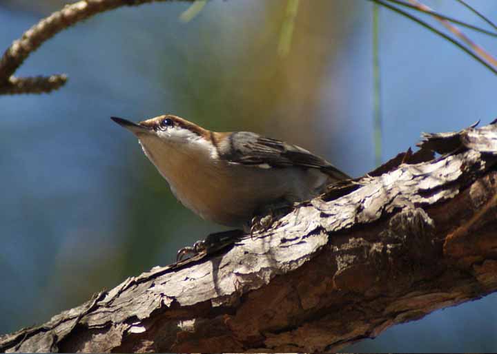 BHNuthatch