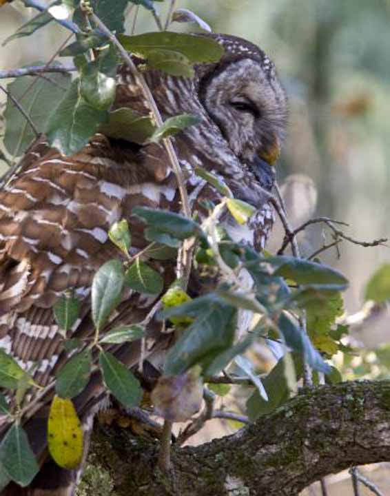 Barred-Owl-SLWMA-090#40002
