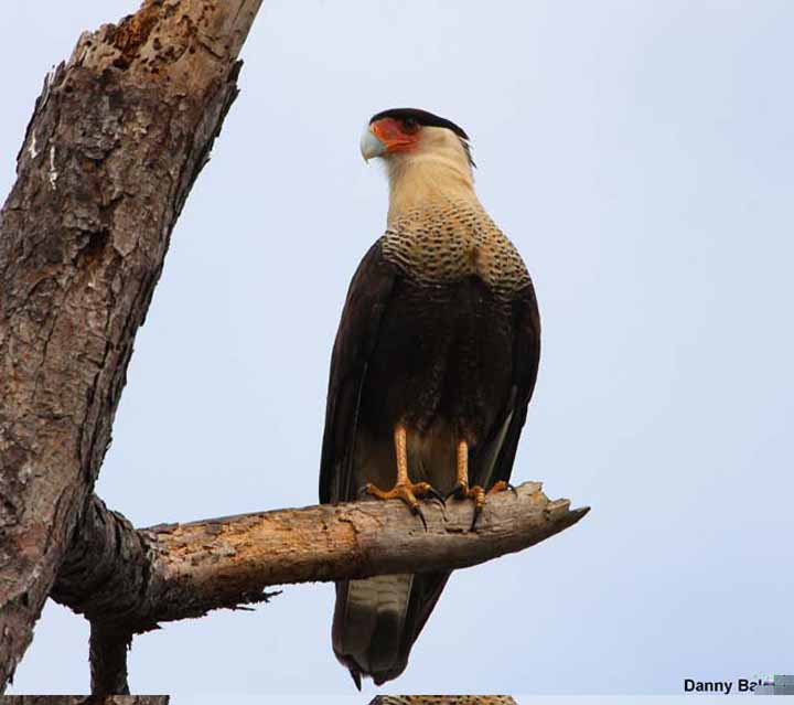 CRESTED-CARACARA-7947