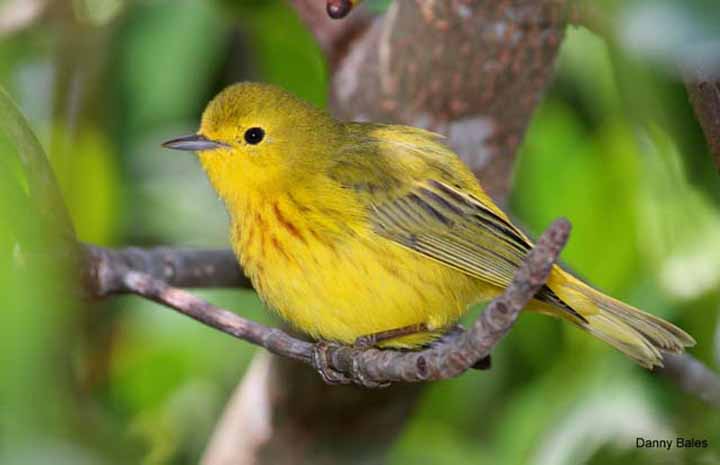 GOLDEN-YELLOW-WARBLER-9107