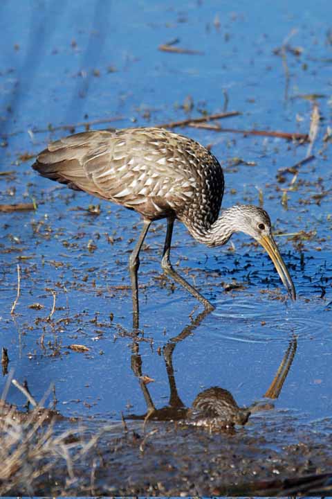 LIMPkin
