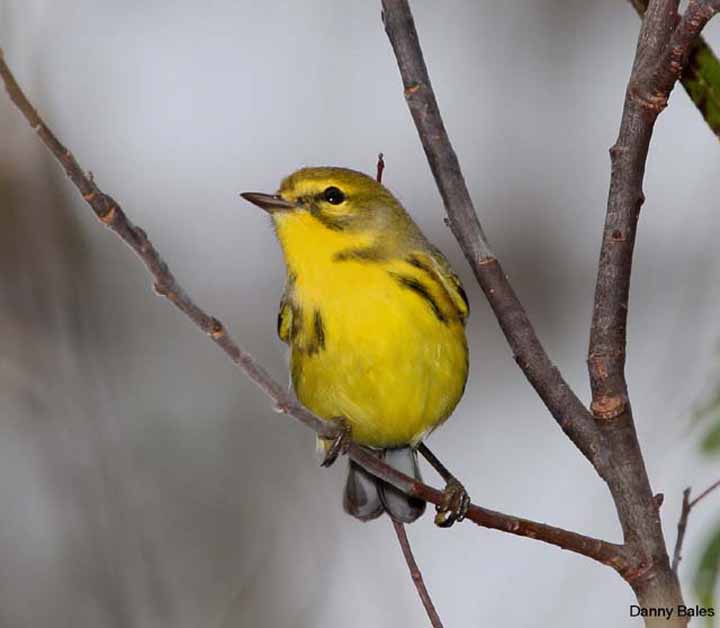 PRAIRIE-WARBLER-9620