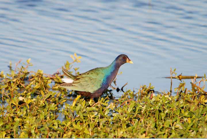 Purple-Gallinile