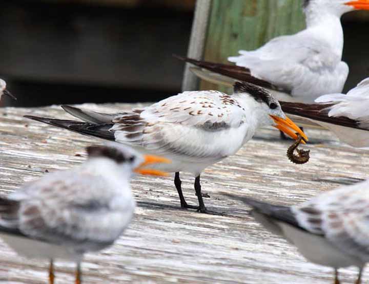 ROYAL-TERN-WITH-SEA-#40019