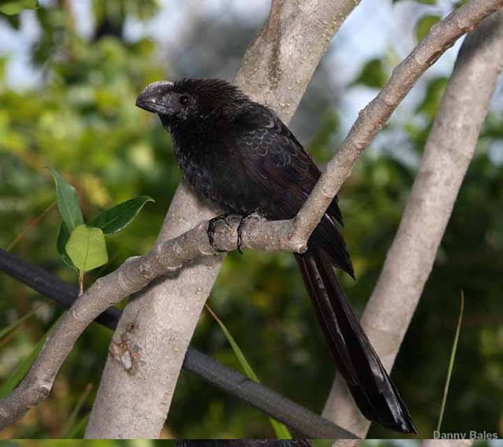 SMOOTH-BILLED-ANI-9519
