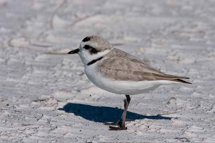 PipingPlover
