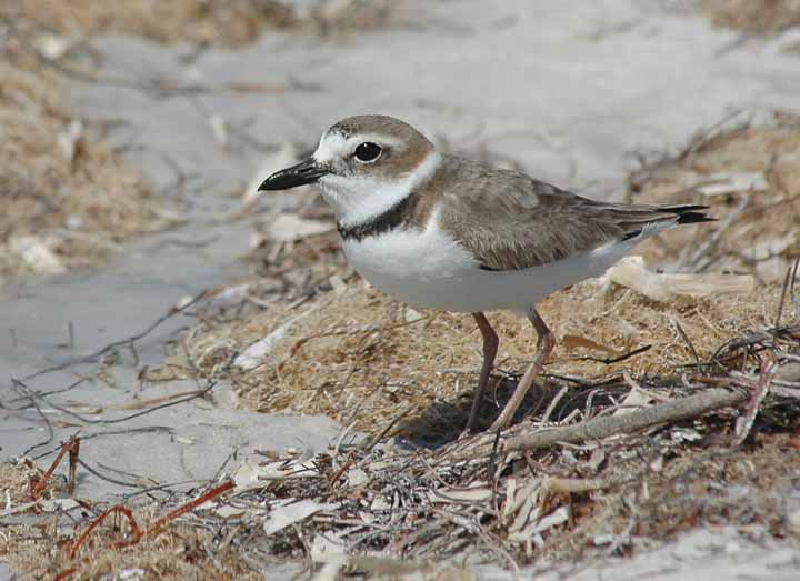 Wilsons-plover-resized