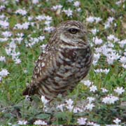 Burrowing-Owl