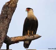 CRESTED-CARACARA-7947
