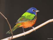 PAINTED-BUNTING-13