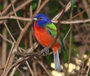PAINTED-BUNTING-4563
