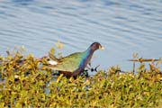 Purple-Gallinile