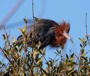 REDDISH-EGRET-3228