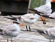 ROYAL-TERN-WITH-SEA-#40019