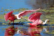 Roseatte-Spoonbill