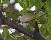 Black-whiskeredVireo