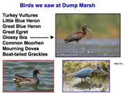 DumpMarshBirds