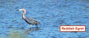 ReddishEgret