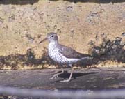 SpottedSandpiper