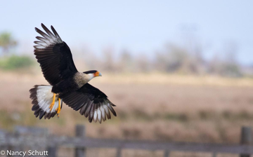 Cara Cara - Nancy Schutt