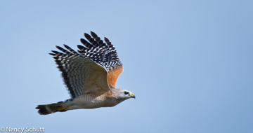 Red-shouldered Hawk - Nancy Schutt
