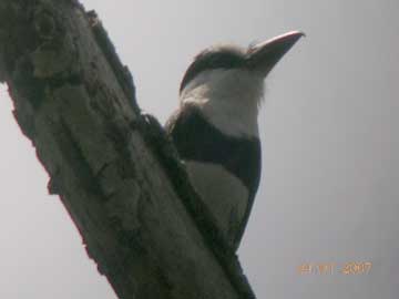 Bird-0022